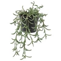 FEJKA Sztuczna roślina doniczkowa, do wewnątrz/na zewnątrz/Starzec Rowleya wiszący, 9 cm