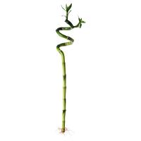 DRACAENA Roślina, Szczęśliwy bambus/Spirala, 45 cm