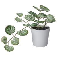 FEJKA Sztuczna roślina w doniczce, do wewnątrz/na zewnątrz biały/zielony, 6 cm