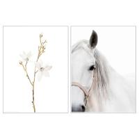 BILD БИЛЬД Постер, Белые цветы и лошадь 30x40 см