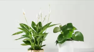 Искусственные растения и цветы ИКЕА