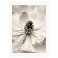 BILD Plakat, magnolia III,
