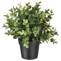 FEJKA Искусственное растение в горшке орегано 9 см IKEA