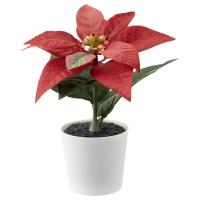 FEJKA Искусственное растение 505.228.51 в горшке/Красная пуансеттия 6 см. Комнатное/уличное  IKEA